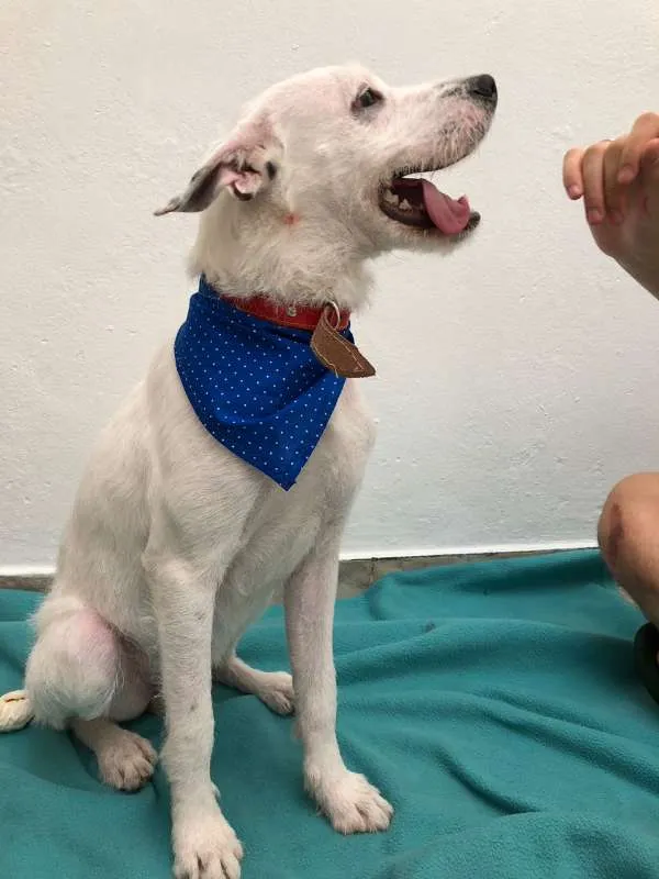 Cachorro ra a srd idade 1 ano nome Floquinho