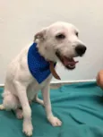 Floquinho