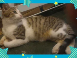 Gato raça SRD idade 2 a 6 meses nome Kalil e Pompom