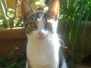 Gato raça SRD idade 2 a 6 meses nome Priscila