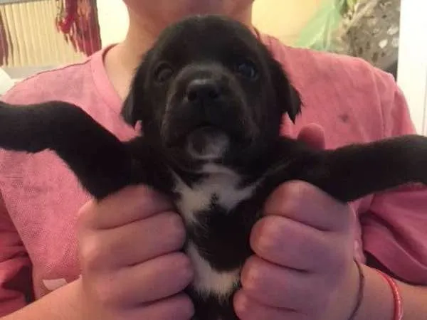 Cachorro ra a SRD idade 2 a 6 meses nome Filó