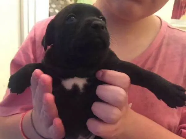 Cachorro ra a SRD idade 2 a 6 meses nome Amora