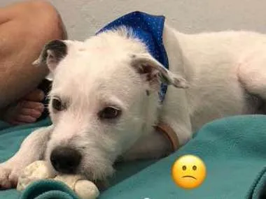 Cachorro ra a srd idade 1 ano nome Floquinho
