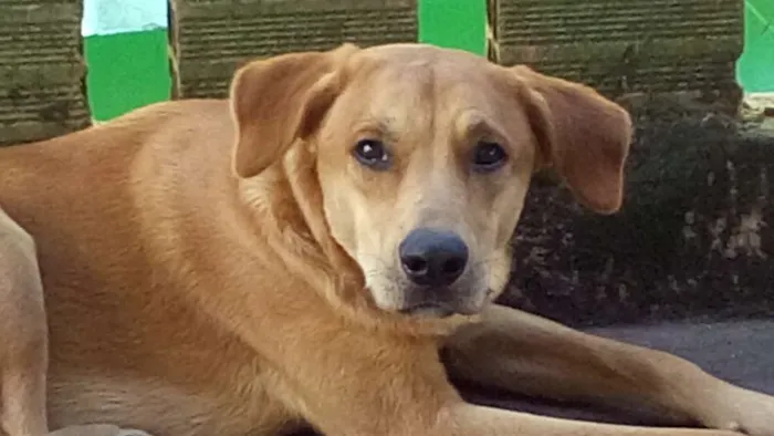 Cachorro ra a Mesclado idade 1 ano nome Spike