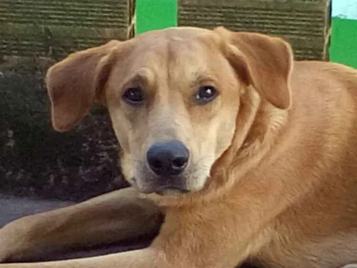 Cachorro ra a Mesclado idade 1 ano nome Spike