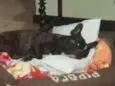 Pipoca