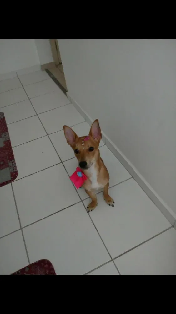 Cachorro ra a Sem raça definida idade 7 a 11 meses nome Lunna