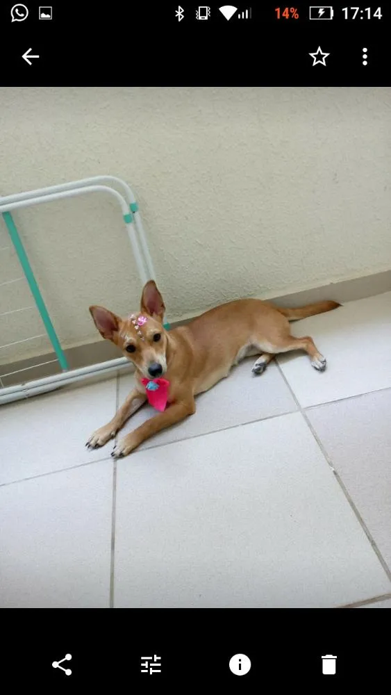 Cachorro ra a Sem raça definida idade 7 a 11 meses nome Lunna