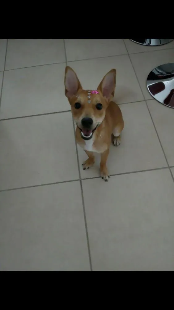 Cachorro ra a Sem raça definida idade 7 a 11 meses nome Lunna