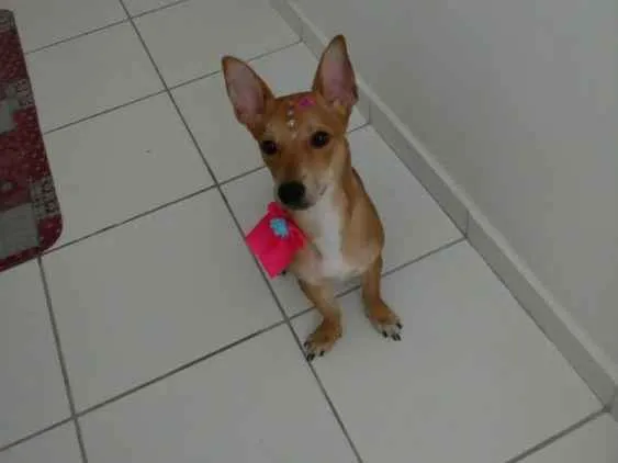 Cachorro ra a Sem raça definida idade 7 a 11 meses nome Lunna