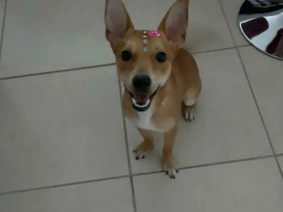 Cachorro ra a Sem raça definida idade 7 a 11 meses nome Lunna