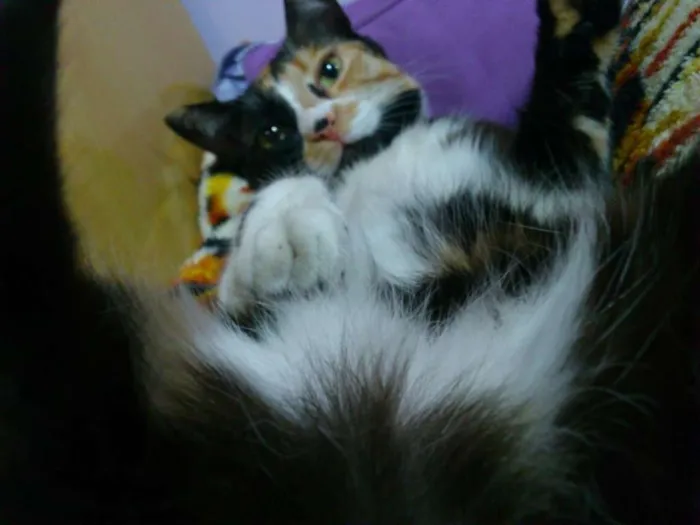 Gato ra a SRD idade 5 anos nome Kita