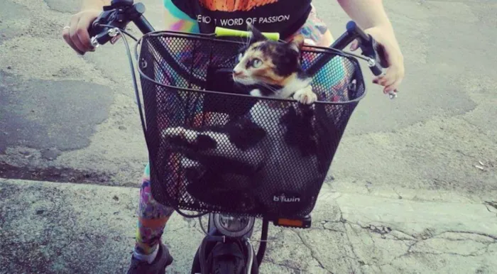 Gato ra a SRD idade 5 anos nome Kita
