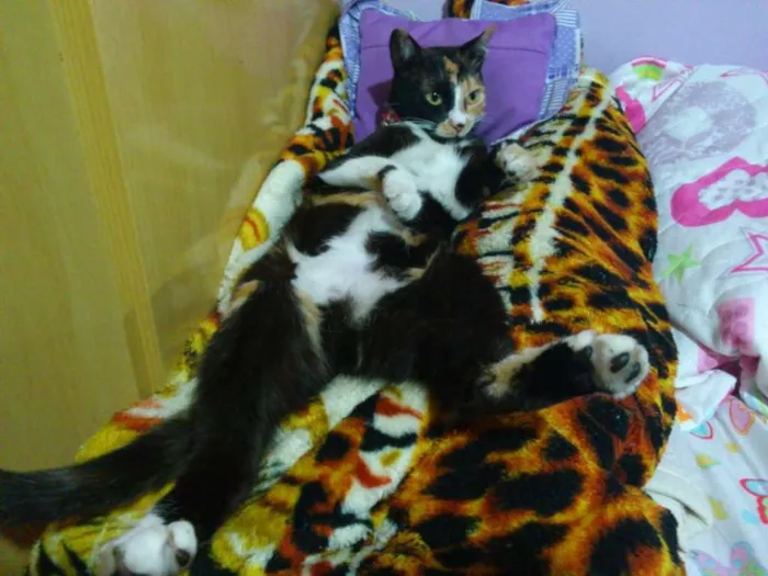 Gato ra a SRD idade 5 anos nome Kita