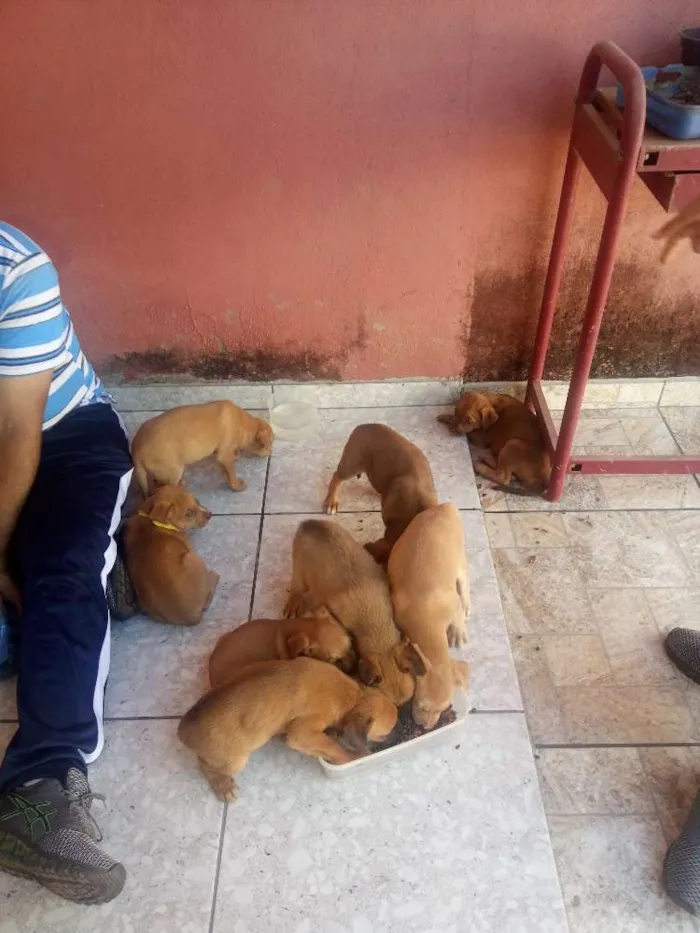 Cachorro ra a Vira-lata idade Abaixo de 2 meses nome .