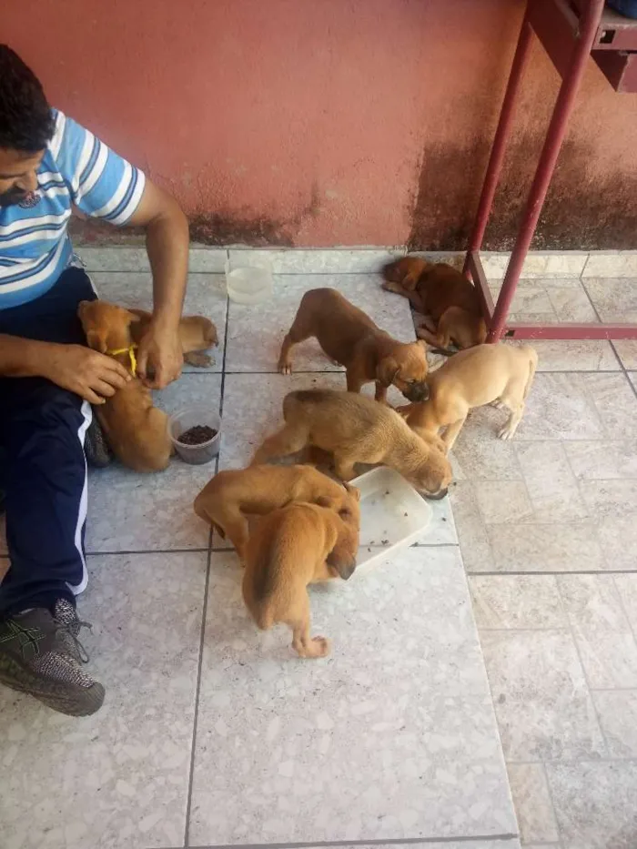 Cachorro ra a Vira-lata idade Abaixo de 2 meses nome .