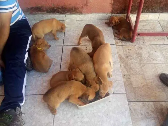 Cachorro ra a Vira-lata idade Abaixo de 2 meses nome .