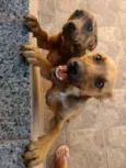 Raja