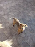 Raja