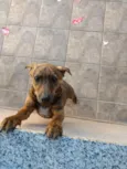 Raja