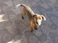 Raja