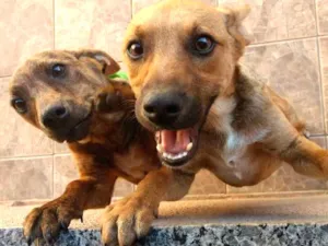Cachorro raça SRD idade 7 a 11 meses nome Raja
