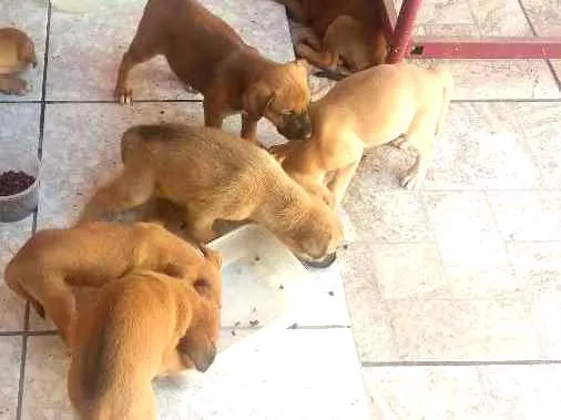 Cachorro ra a Vira-lata idade Abaixo de 2 meses nome .