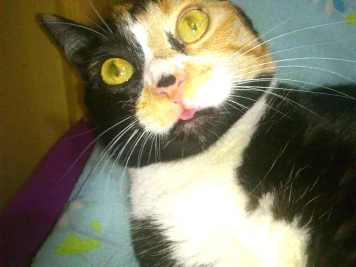 Gato ra a SRD idade 5 anos nome Kita