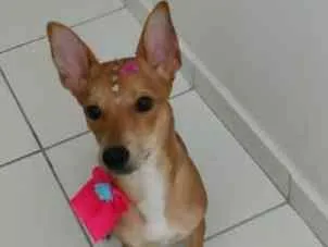 Cachorro ra a Sem raça definida idade 7 a 11 meses nome Lunna
