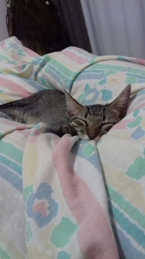 Gato raça SRD idade 2 a 6 meses nome Bimbo