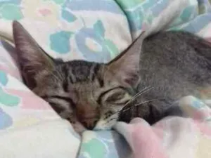 Gato raça SRD idade 2 a 6 meses nome Bimbo