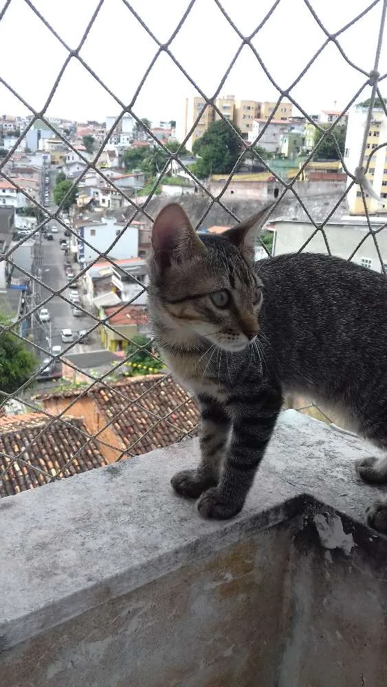 Gato raça SRD idade 2 a 6 meses nome Bimbo
