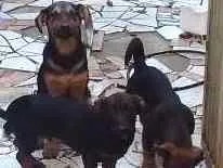 Cachorro raça Bassê mistura vira lata idade 2 a 6 meses nome Filhotes