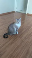 Felino