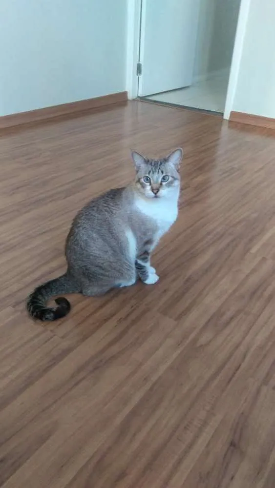 Gato ra a Sem raça idade 4 anos nome Felino