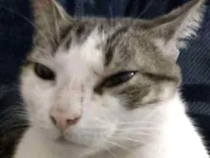 Gato raça SRD idade 7 a 11 meses nome Sem nome