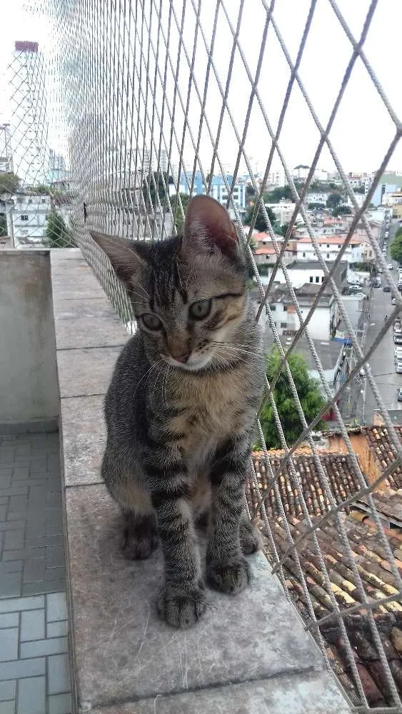 Gato raça SRD idade 2 a 6 meses nome Bimbo