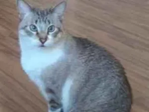 Gato raça Sem raça idade 4 anos nome Felino