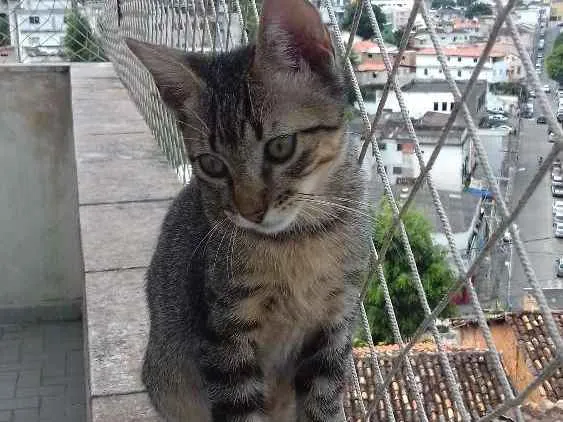 Gato raça SRD idade 2 a 6 meses nome Bimbo