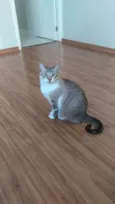 Felino