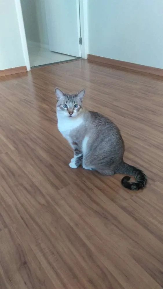 Gato ra a Sem raça idade 4 anos nome Felino
