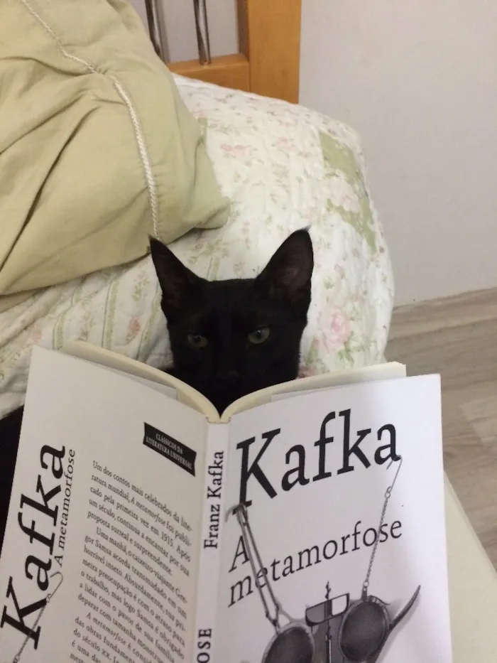 Gato ra a Vira-lata idade 7 a 11 meses nome Cruel