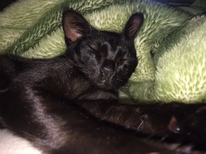 Gato ra a Vira-lata idade 7 a 11 meses nome Cruel