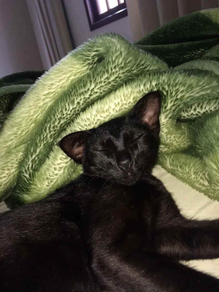 Gato ra a Vira-lata idade 7 a 11 meses nome Cruel