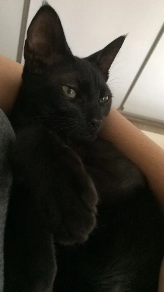 Gato ra a Vira-lata idade 7 a 11 meses nome Cruel
