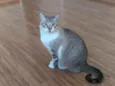 Felino