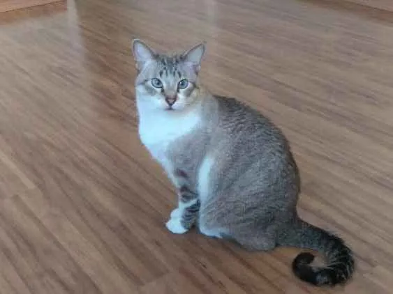 Gato ra a Sem raça idade 4 anos nome Felino
