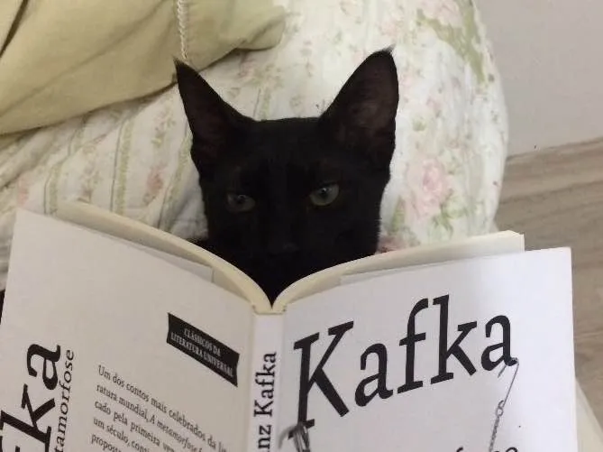 Gato ra a Vira-lata idade 7 a 11 meses nome Cruel