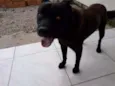 Bidu