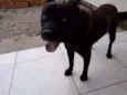 Bidu